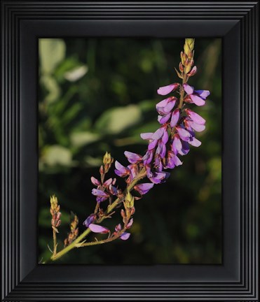 Framed Shades Of Nature Purple Flower Print