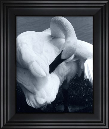 Framed Snow Goose Print