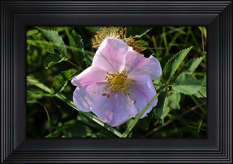 Framed Shades Of Nature Pink And White Bloom On Green Print
