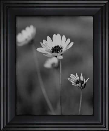 Framed Wildflowers 8 Print