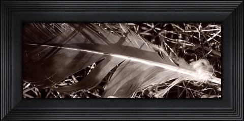 Framed Feather and Shrub Print