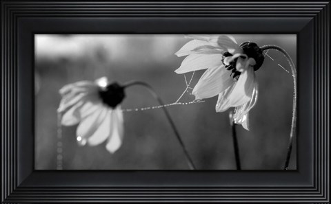 Framed Wildflowers 2 Print