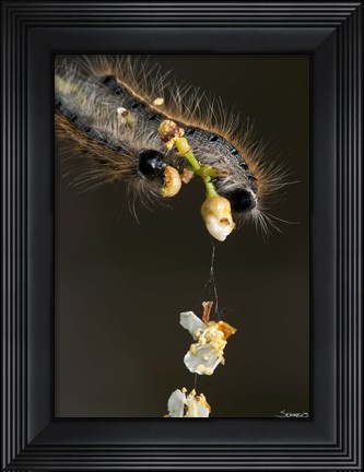 Framed Catepillar On White Flower Buds Print