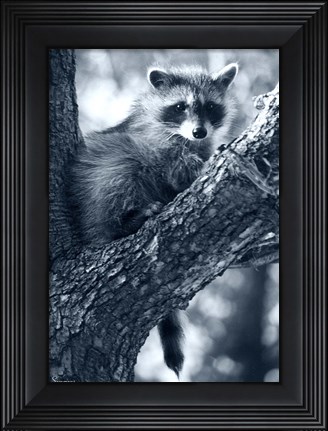 Framed Raccoon Print