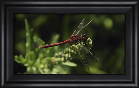 Framed Shades Of Nature Red Dragonfly Print