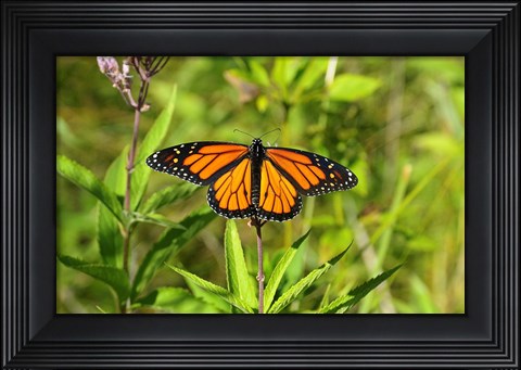 Framed Shades Of Nature Butterfly Print