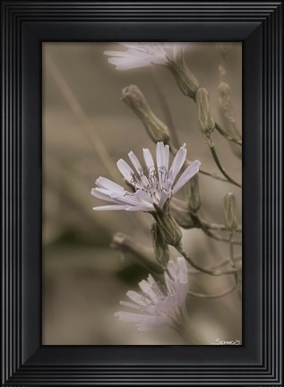 Framed White Flower Cluster Print