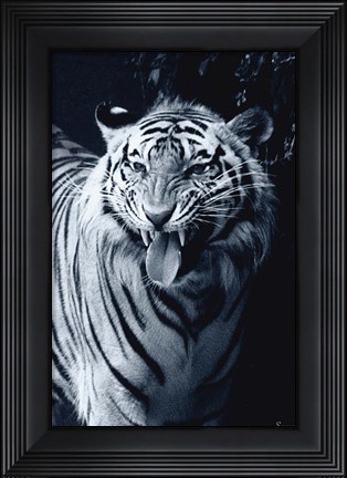 Framed White Tiger 2 Print