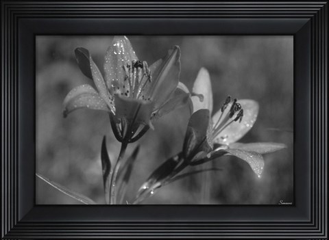 Framed Wildflowers 3 Print