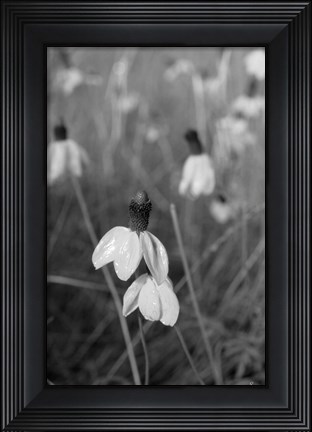 Framed Wildflowers 9 Print