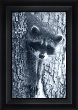 Framed Raccoon 3 Print