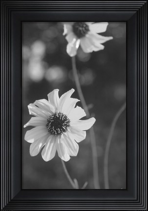 Framed Wildflowers 11 Print