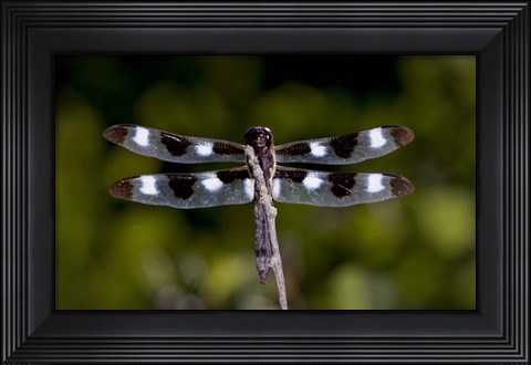 Framed Dragonfly With Brown And White Speckle Print