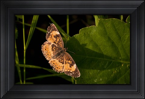 Framed Orange And Brown Butterfly On Leaf Print