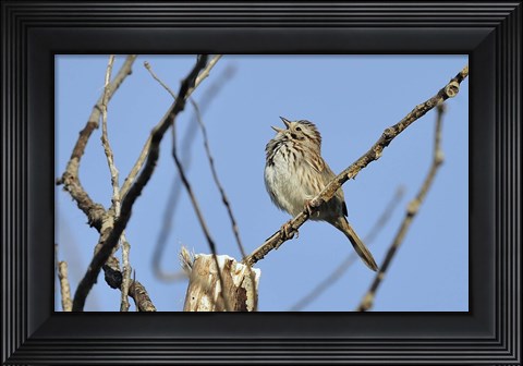 Framed Singing Bird On Branch Print