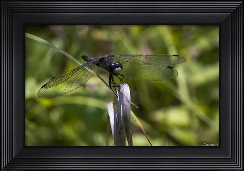 Framed Dragonfly Perched On Blade Print