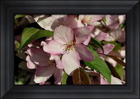 Framed Pink Flower Bush Print