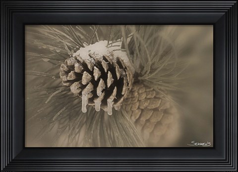 Framed Frosted Acorn Closeup Print