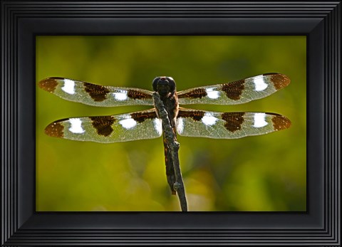 Framed Dragonfly With Brown And White On Branch Print
