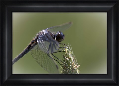Framed Dragonfly Landing On Flower Print