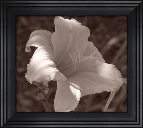 Framed Sepia Flower 1 Print
