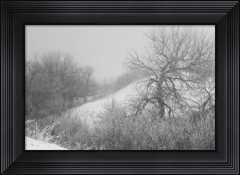 Framed Winter Snow And Brush I Print