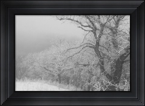 Framed Winter Snow And Trees 2 Print