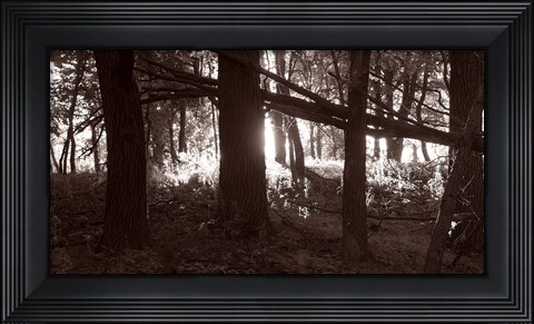 Framed Woods And Sunlight II Print