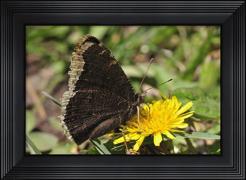 Framed Brown And Cream Insect On Yellow Flower Print