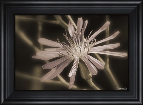 Framed Pink Flower Petal Closeup Print