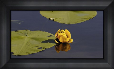 Framed Shades Of Nature Yellow Flower And Print
