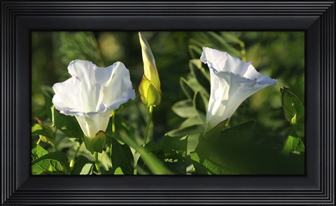 Framed Shades Of Nature White Flower Duo Print