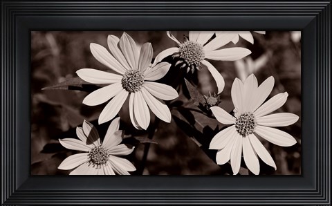 Framed Buffalo River Flowers III Print