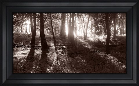 Framed Woods And Sunlight I Print