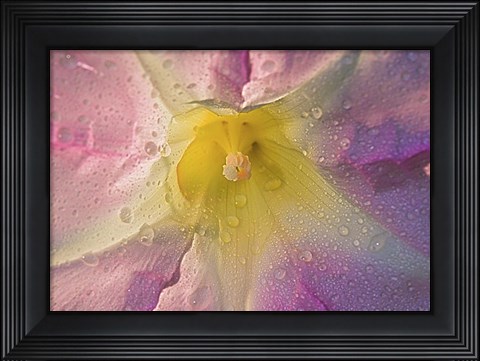 Framed Purple Yellow And Cream Flower Print