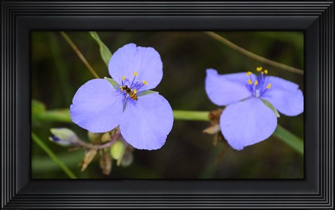 Framed Shades Of Nature Bee On Purple Flower Print
