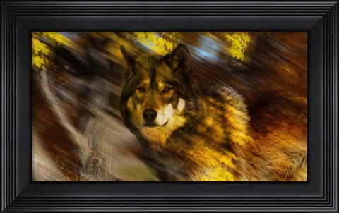 Framed Autumn Wolf Print