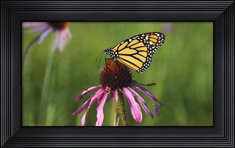 Framed Shades Of Nature Butterfly And Flower I Print