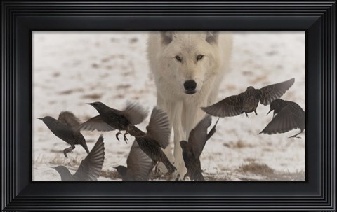 Framed Scavenger Print