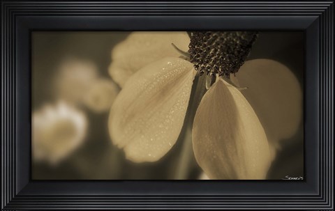 Framed White Flower In Field Closeup II Print