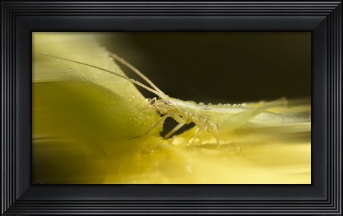 Framed Natural Motif IX Print