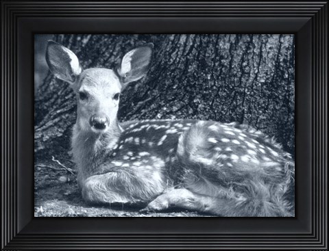 Framed Fawn Print