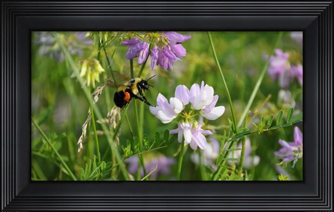 Framed Shades Of Nature Bee And Flowers I Print