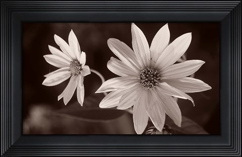 Framed Buffalo River Flower Duo Print