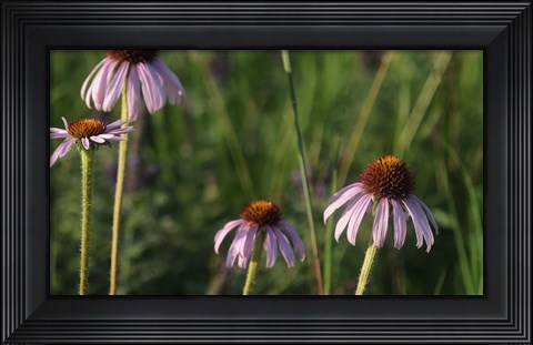 Framed Shades Of Nature Lavender And Red Blooms Print