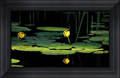 Framed Shades Of Nature Yellow Water Lily I Print