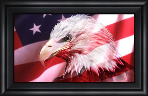 Framed American Bald Eagle II Print