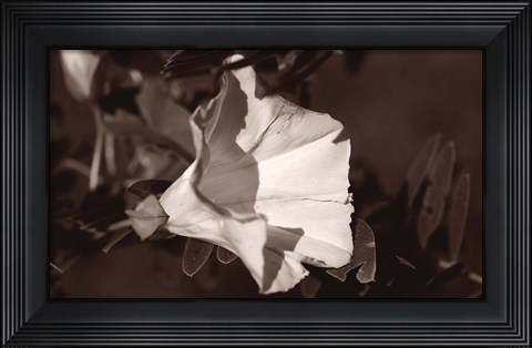 Framed White Flower Bloom Black And White I Print