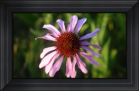 Framed Shades Of Nature Lavender And Red Bloom II Print
