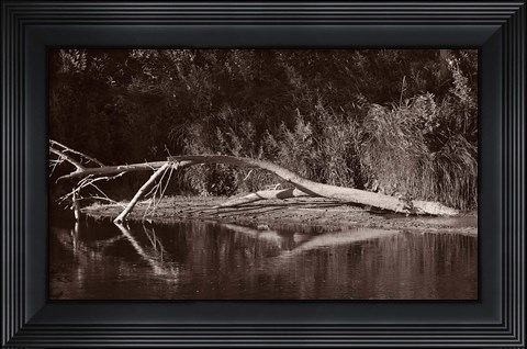 Framed Lake And Fallen Tree Reflection Print